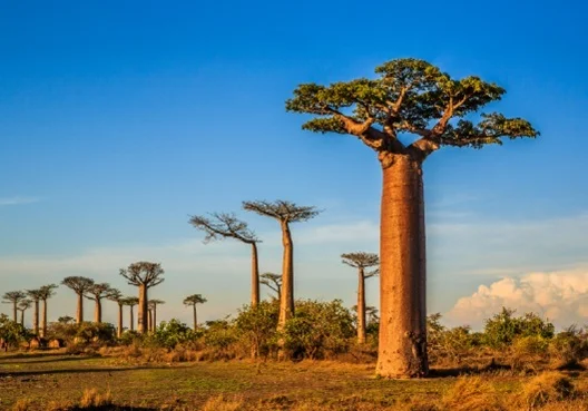Africa Africa